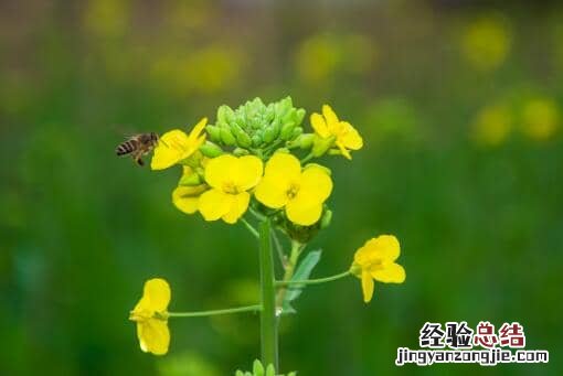 春季油菜田间管理技术要点：如何追肥、预防病虫害？