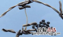 中药野大豆的功效与作用图片 中药野大豆的功效与作用