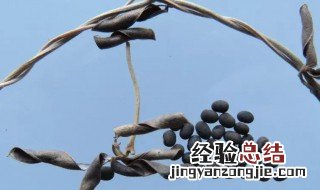 中药野大豆的功效与作用图片 中药野大豆的功效与作用