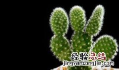 家里不能种带刺的花 家里不能种带刺的