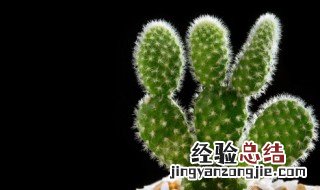 家里不能种带刺的花 家里不能种带刺的