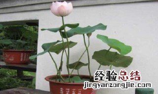 碗莲怎么催芽 碗莲怎么催芽最快
