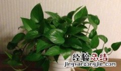 绿箩黄叶还能恢复吗 绿箩黄叶子需要剪掉么