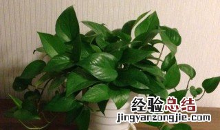 绿箩黄叶还能恢复吗 绿箩黄叶子需要剪掉么
