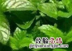 薄荷草可以放卧室吗 屋里放薄荷草好不好