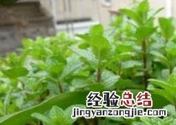 薄荷草可以放卧室吗 屋里放薄荷草好不好