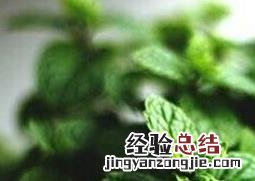 薄荷草的功效与作用及食用方法 薄荷草的功效与作用