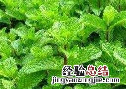 薄荷草的功效与作用及食用方法 薄荷草的功效与作用