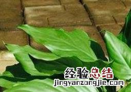 办公室放什么植物风水好 财务办公室放什么植物风水好