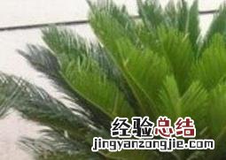 办公室放什么植物风水好 财务办公室放什么植物风水好