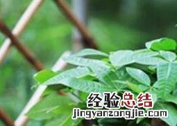 办公室放什么花最旺财