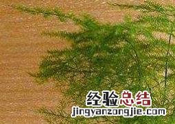 办公室放什么花最旺财