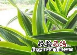 巴西木图片开花的寓意 巴西木图片