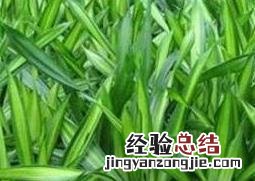 巴西木图片开花的寓意 巴西木图片