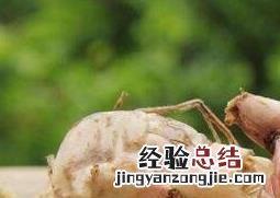 百合种球的种植方法视频教程 百合种球的种植方法