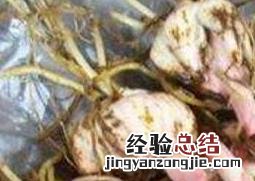 百合种球的种植方法视频教程 百合种球的种植方法