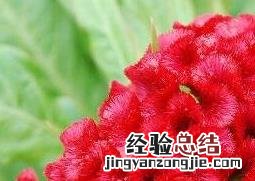红鸡冠花的功效与作用及禁忌 红鸡冠花的功效与作用