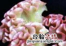 红鸡冠花和白鸡冠花的功效与作用 白鸡冠花的功效与作用