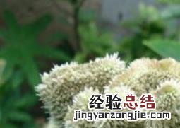 红鸡冠花和白鸡冠花的功效与作用 白鸡冠花的功效与作用