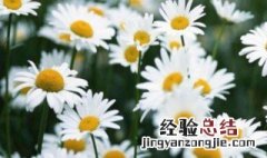 洋甘菊的养殖方法和技术 洋甘菊的养殖方法