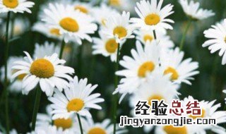 洋甘菊的养殖方法和技术 洋甘菊的养殖方法