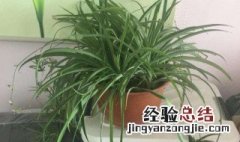 吊兰怎么样翻盆 吊兰怎么翻盘