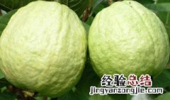 芭乐什么时候吃最好 芭乐几月份吃最好