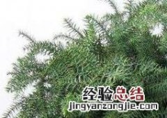 澳洲杉的养殖方法和注意事项图片 澳洲杉的养殖方法和注意事项