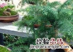 澳洲杉的养殖方法和注意事项图片 澳洲杉的养殖方法和注意事项