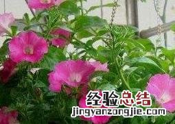 矮牵牛的种植方法和技巧 矮牵牛的盆栽播种技术要点