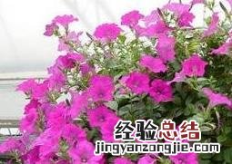 矮牵牛的种植方法和技巧 矮牵牛的盆栽播种技术要点