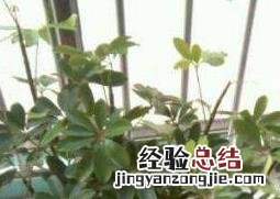 八方来财树的养殖方法和注意事项视频 八方来财树的养殖方法和注意事项