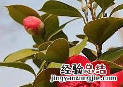 茶花怎么养枝干粗大 茶花怎么养