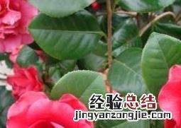茶花怎么养枝干粗大 茶花怎么养