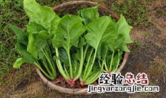 菠菜冻了还能吃吗 生的菠菜冻了还能吃吗