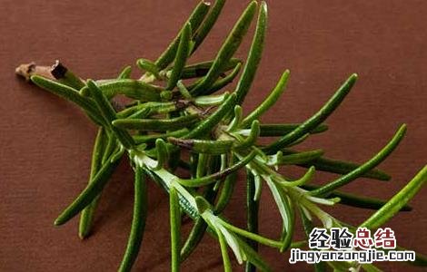 迷迭香的功效与作用对皮肤 迷迭香的功效与作用