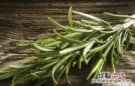 迷迭香的功效与作用对皮肤 迷迭香的功效与作用