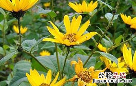 菊芋的功效与作用图片 菊芋的功效与作用