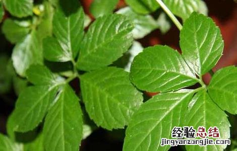 平利绞股蓝茶的功效与作用 绞股蓝茶的功效与作用