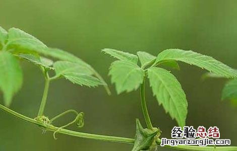 平利绞股蓝茶的功效与作用 绞股蓝茶的功效与作用