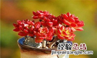 蒂亚的繁殖方式 蒂亚的繁殖方法