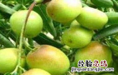 梨枣和冬枣哪个价值高 梨枣和冬枣的区别