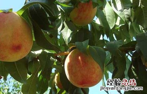 桃子可以放冰箱保存吗? 桃子可以放冰箱保存吗