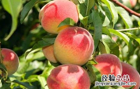 桃子可以放冰箱保存吗? 桃子可以放冰箱保存吗