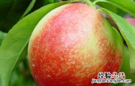 桃子可以放冰箱保存吗? 桃子可以放冰箱保存吗