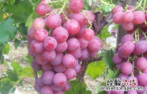 提子是凉性还是热性 新疆提子是凉性还是热性