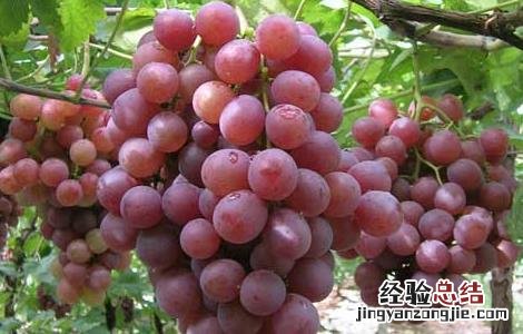 提子是凉性还是热性 新疆提子是凉性还是热性