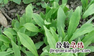 兔耳风的功效与作用 复方杏香兔耳风的功效与作用