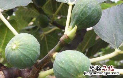 新鲜无花果怎么保存才能放的时间长 新鲜无花果怎么保存