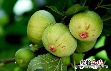 新鲜无花果怎么保存才能放的时间长 新鲜无花果怎么保存